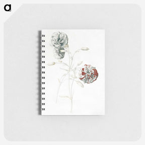1-3_Georg-Dionysius-Ehret_memo