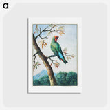 アートポストカード-Bird Study
 - ジョージ エドワーズ Postcard.