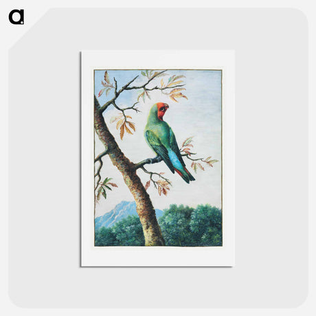 アートポストカード-Bird Study
 - ジョージ エドワーズ Postcard.