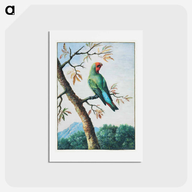 アートポストカード-Bird Study
 - ジョージ エドワーズ Postcard.