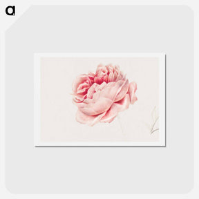 アートポストカード-Red Rose
 - ジョージアス ヤコブス ヨハネス ファン オス Postcard.