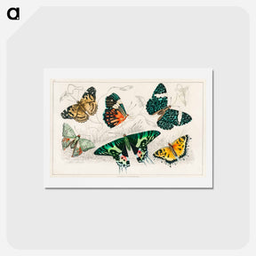 アートポストカード-Various Butterflies
 - ゴールドスミスの生き生きとした自然 Postcard.
