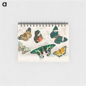 アートメモ帳-Various Butterflies
 - ゴールドスミスの生き生きとした自然 Memo.