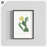 1-3_Histoire-des-Plantes-Grasses_blk