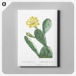 1-3_Histoire-des-Plantes-Grasses_canvas