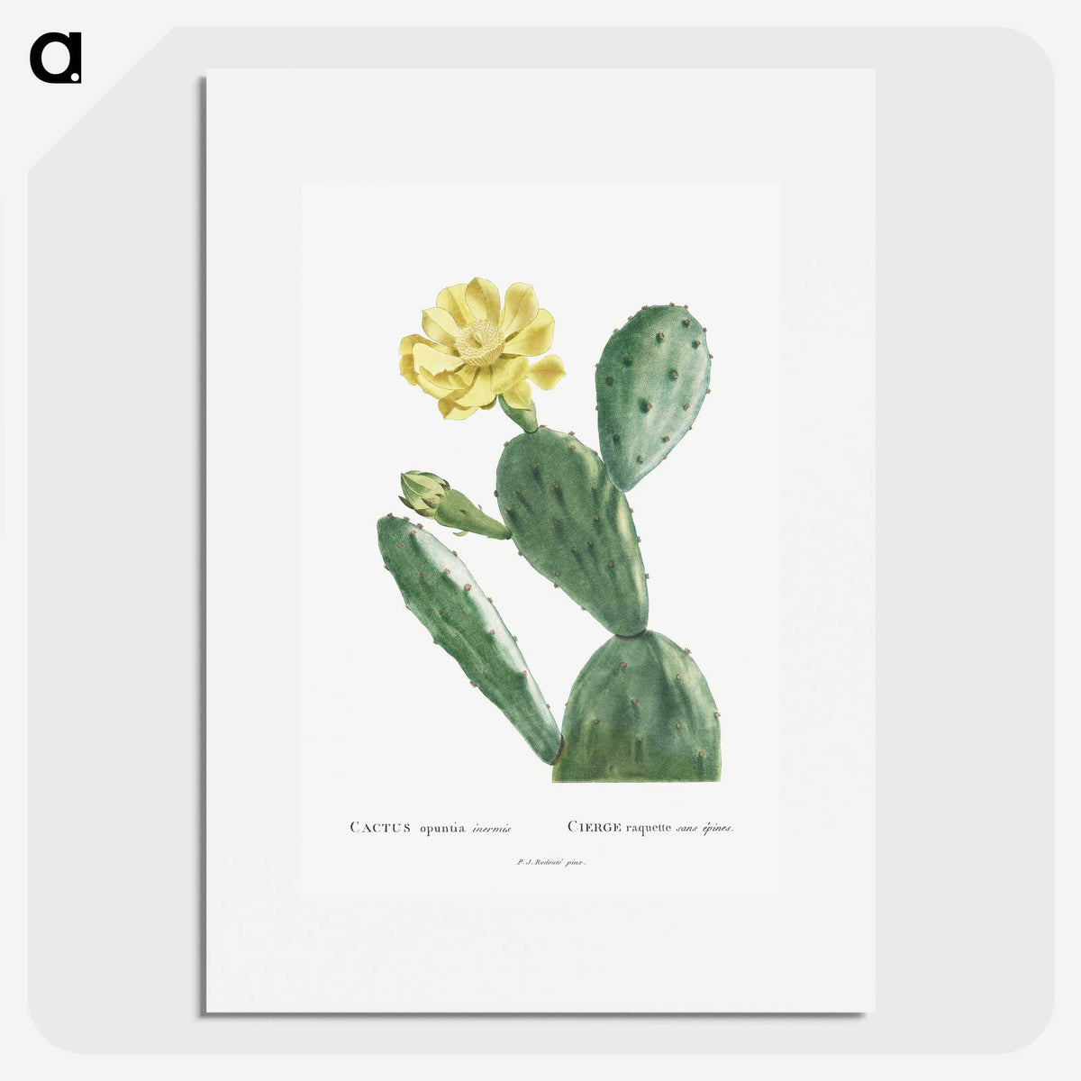 1-3_Histoire-des-Plantes-Grasses_picture