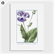 1-3_Hortus-Romanus-Botanical-Plates_picture
