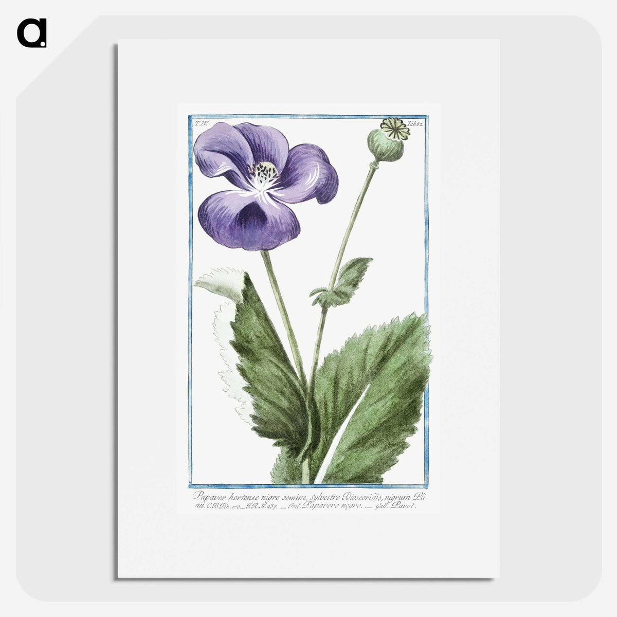 1-3_Hortus-Romanus-Botanical-Plates_picture