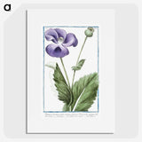 1-3_Hortus-Romanus-Botanical-Plates_picture