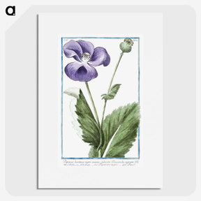 1-3_Hortus-Romanus-Botanical-Plates_picture