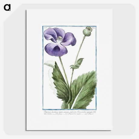 1-3_Hortus-Romanus-Botanical-Plates_picture