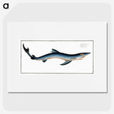 1-3_Ichtyologie-ou-Histoire-naturelle_picture
