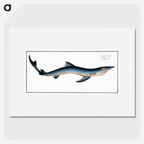1-3_Ichtyologie-ou-Histoire-naturelle_picture