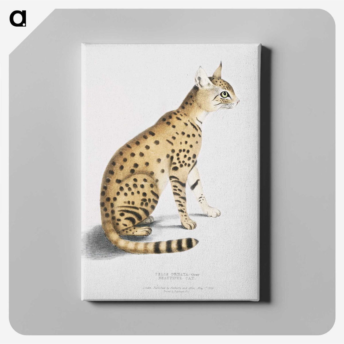 1-3_Indian-Zoology_canvas