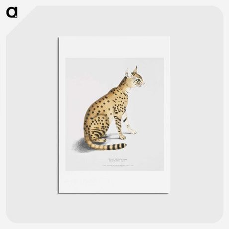 1-3_Indian-Zoology_hagaki