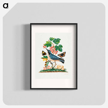 Anna Blackburne's Natural History Cabinet
 - ジェームズ ボルトン Poster.
