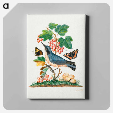 Anna Blackburne's Natural History Cabinet
 - ジェームズ ボルトン Canvas.