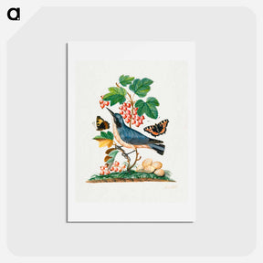 アートポストカード-Anna Blackburne's Natural History Cabinet
 - ジェームズ ボルトン Postcard.