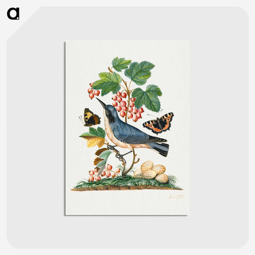 Anna Blackburne's Natural History Cabinet
 - ジェームズ ボルトン Postcard.