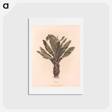 アートポストカード-Ensete
 - ジェームス ヒース Postcard.