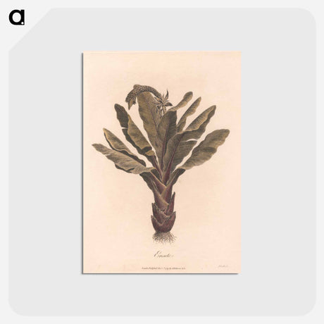 アートポストカード-Ensete
 - ジェームス ヒース Postcard.