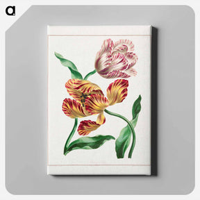 アートパネル-Various Tulips
 - ジョン エドワーズ Canvas.