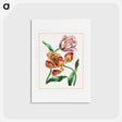 アートポストカード-Various Tulips
 - ジョン エドワーズ Postcard.