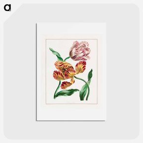 アートポストカード-Various Tulips
 - ジョン エドワーズ Postcard.
