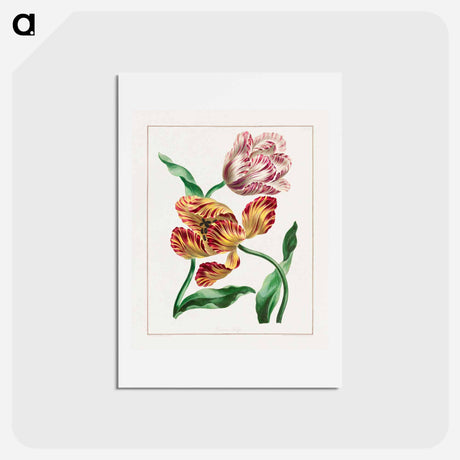 アートポストカード-Various Tulips
 - ジョン エドワーズ Postcard.