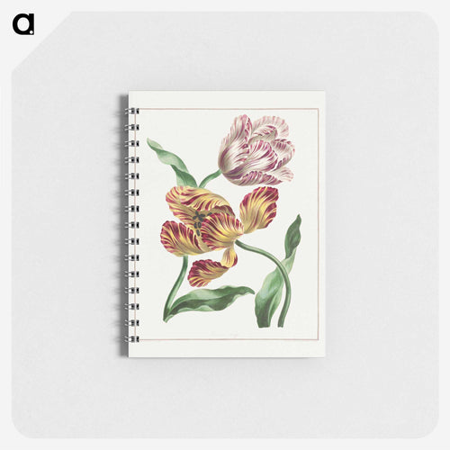 Various Tulips
 - ジョン エドワーズ Memo.