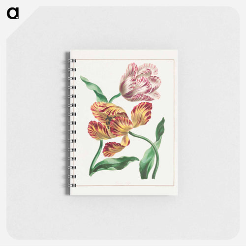 Various Tulips
 - ジョン エドワーズ Memo.