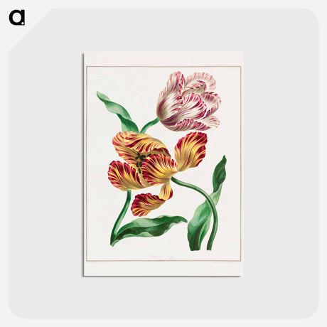 アートポストカード-Various Tulips
 - ジョン エドワーズ Postcard.
