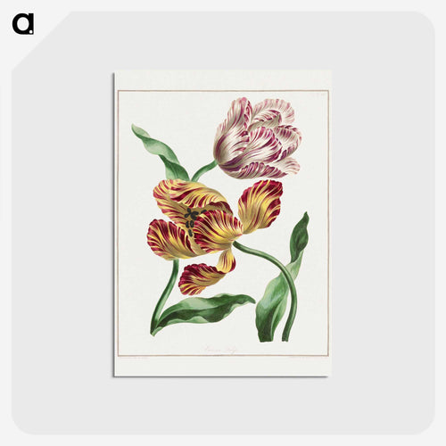 Various Tulips
 - ジョン エドワーズ Postcard.