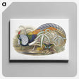 1-3_John-Gould_canvas