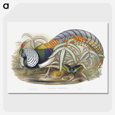 1-3_John-Gould_picture-crop