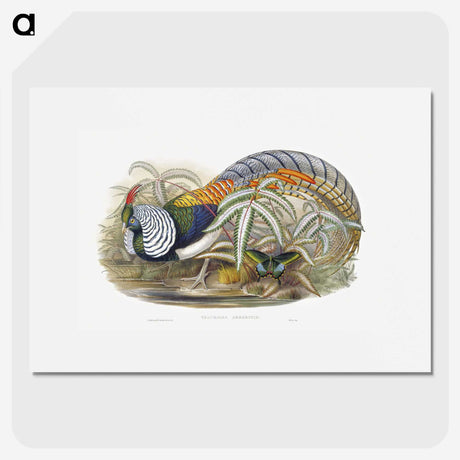 1-3_John-Gould_picture