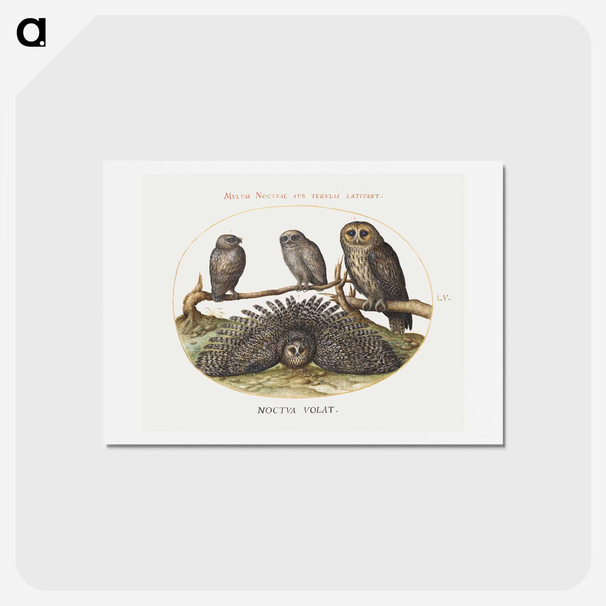 1-3_Joris-Hoefnagel_hagaki