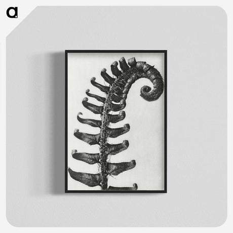 1-3_Karl-Blossfeldt_blk-crop