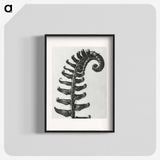 1-3_Karl-Blossfeldt_blk