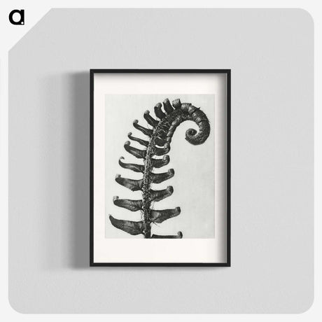1-3_Karl-Blossfeldt_blk