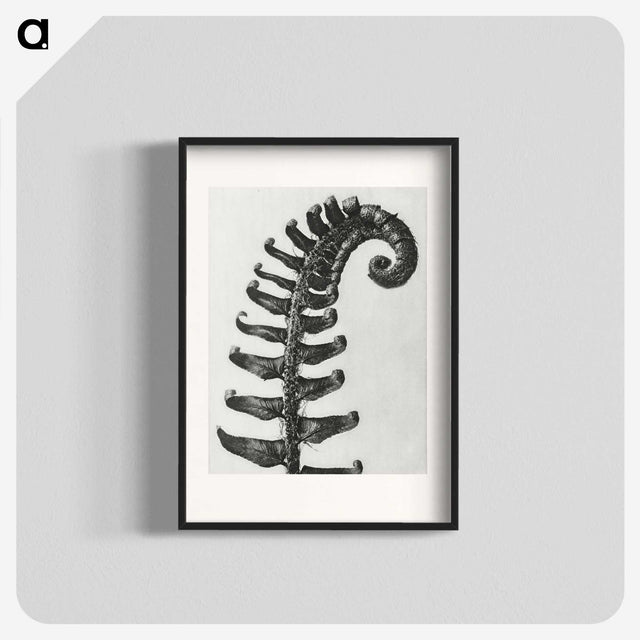 1-3_Karl-Blossfeldt_blk