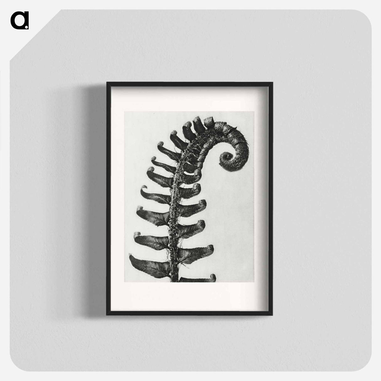Polystichum Munitum (Prickly Shield–Fern) Leaf enlarged 6 times from Urformen der Kunst by Karl Blossfeldt - カール ブロスフェルト Poster.