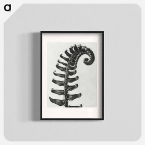 アートポスター-Polystichum Munitum (Prickly Shield–Fern) Leaf enlarged 6 times from Urformen der Kunst by Karl Blossfeldt - カール ブロスフェルト Poster.