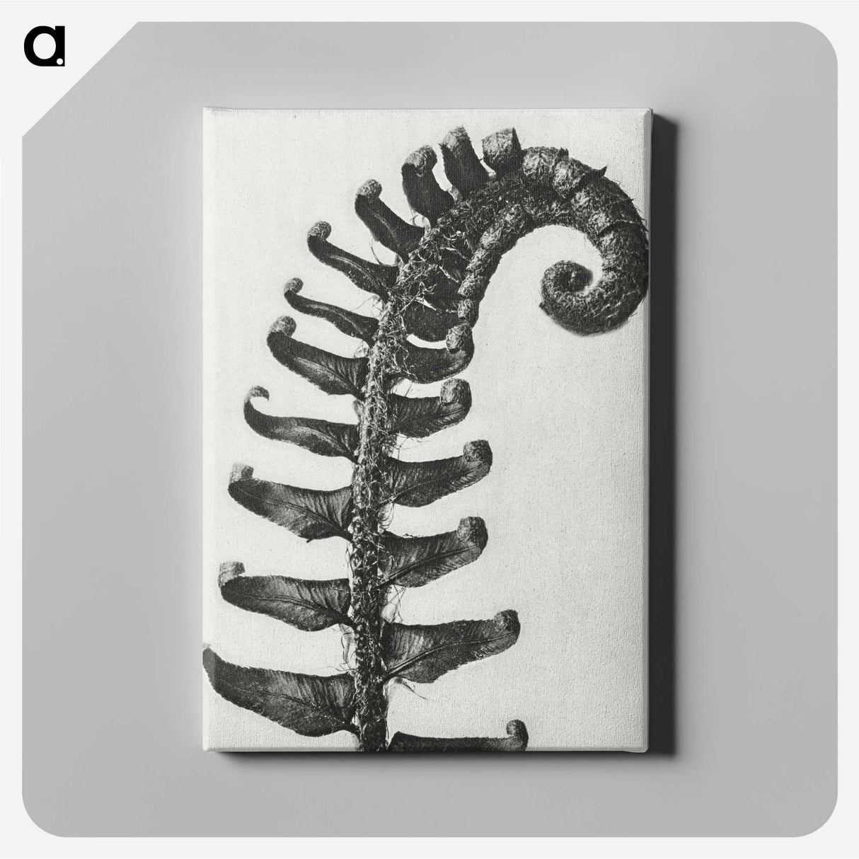 1-3_Karl-Blossfeldt_canvas
