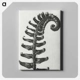 1-3_Karl-Blossfeldt_canvas