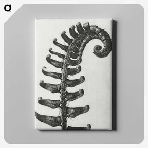 1-3_Karl-Blossfeldt_canvas