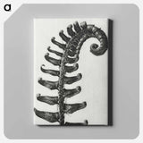 Polystichum Munitum (Prickly Shield–Fern) Leaf enlarged 6 times from Urformen der Kunst by Karl Blossfeldt - カール ブロスフェルト Canvas.