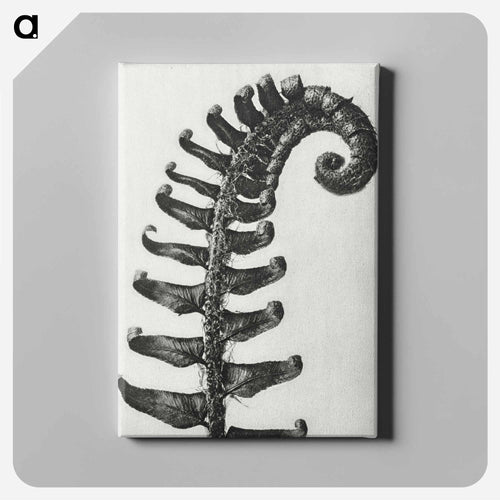 Polystichum Munitum (Prickly Shield–Fern) Leaf enlarged 6 times from Urformen der Kunst by Karl Blossfeldt - カール ブロスフェルト Canvas.