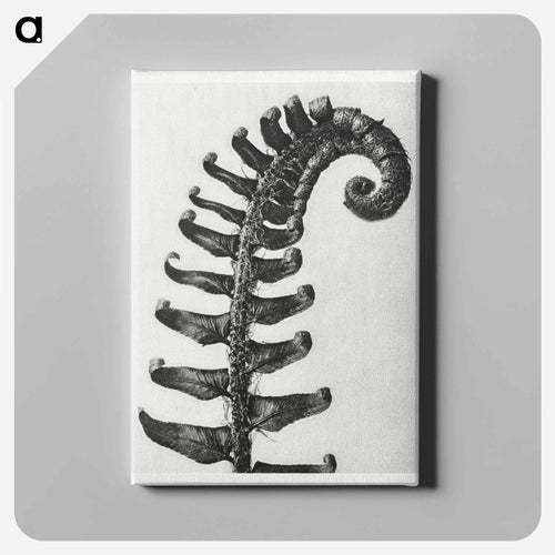 Polystichum Munitum (Prickly Shield–Fern) Leaf enlarged 6 times from Artwork by Karl Blossfeldt - Karl Blossfeldt Canvas.