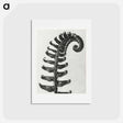 アートポストカード-Polystichum Munitum (Prickly Shield–Fern) Leaf enlarged 6 times from Urformen der Kunst by Karl Blossfeldt - カール ブロスフェルト Postcard.